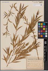 Salix alba subsp. vitellina (L.) Arcang. x Salix babylonica L.